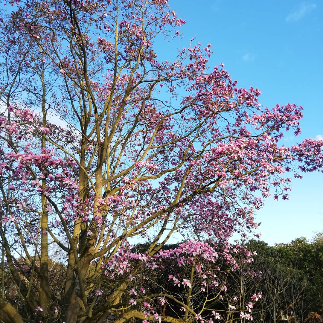 spiraeatim's tweet photo. Magnolia sprengeri var diva time @Ness_Gardens https://t.co/JJT5slFyUX