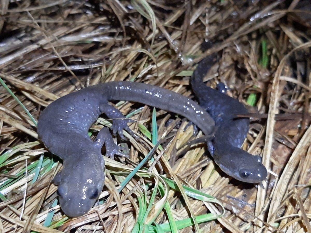 Salamanders are on the move. Anyone know if these are Jefferson, Blue-spotted, one of each, or hybrids?