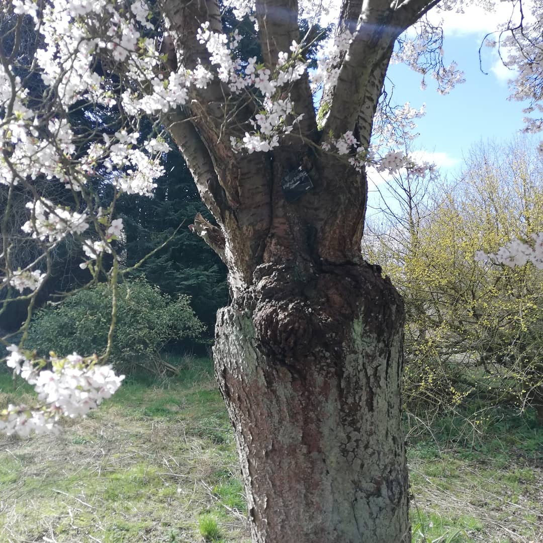 spiraeatim's tweet photo. Prunus incisa is absolutely buzzing with bees @Ness_Gardens. This rather odd graft is the biggest in the country. Odd... https://t.co/TFCP3gqIcI