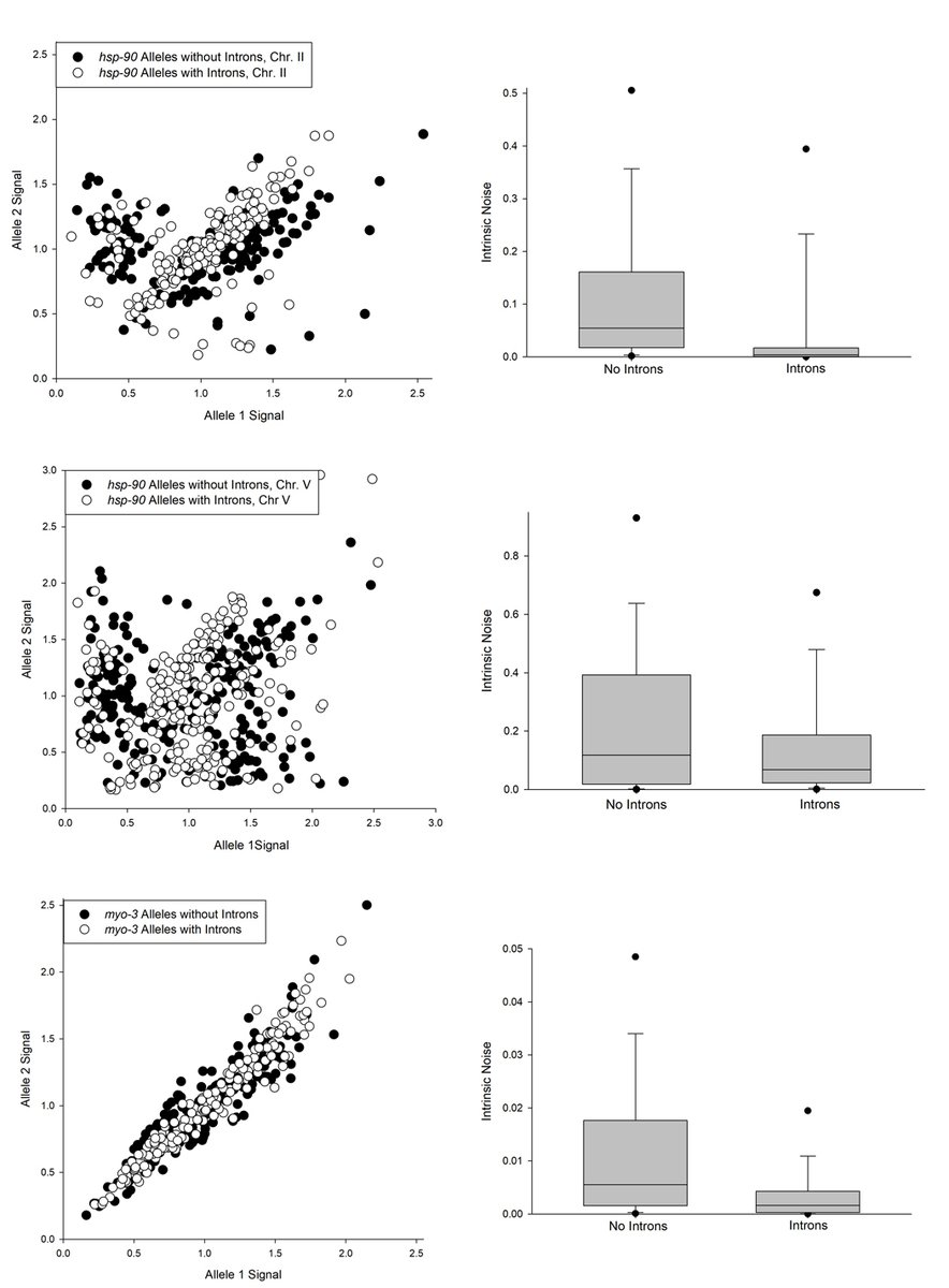 mendenhall_lab's tweet photo. What do you find more compelling? An image or a scatter plot.... trying to convey that introns prevent stochastic allele silencing
@WaskoBM @PamLovesScience @benofreedman @BenLehner https://t.co/enu6cIOLsT