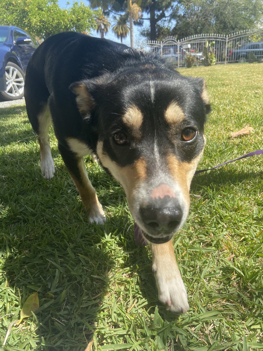 icygirl323_'s tweet photo. Anyone lost a dog in maywood? Male not neutered. Looks like a mixed breed. White spot on his neck. Probably been lost for days cuz he ate 3 bowls of food :( https://t.co/uTph95MB5o
