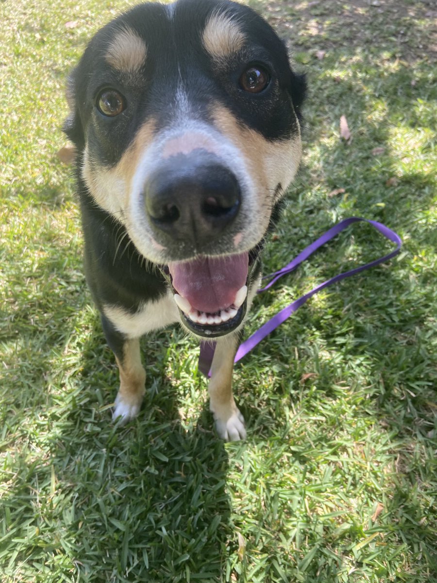 icygirl323_'s tweet photo. Anyone lost a dog in maywood? Male not neutered. Looks like a mixed breed. White spot on his neck. Probably been lost for days cuz he ate 3 bowls of food :( https://t.co/uTph95MB5o