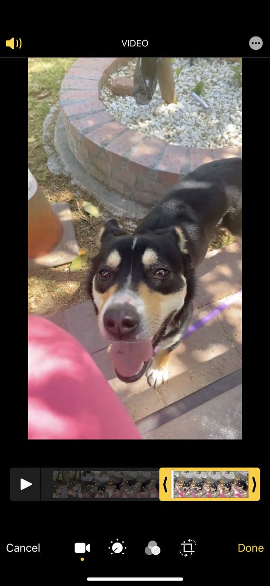 icygirl323_'s tweet photo. Anyone lost a dog in maywood? Male not neutered. Looks like a mixed breed. White spot on his neck. Probably been lost for days cuz he ate 3 bowls of food :( https://t.co/uTph95MB5o