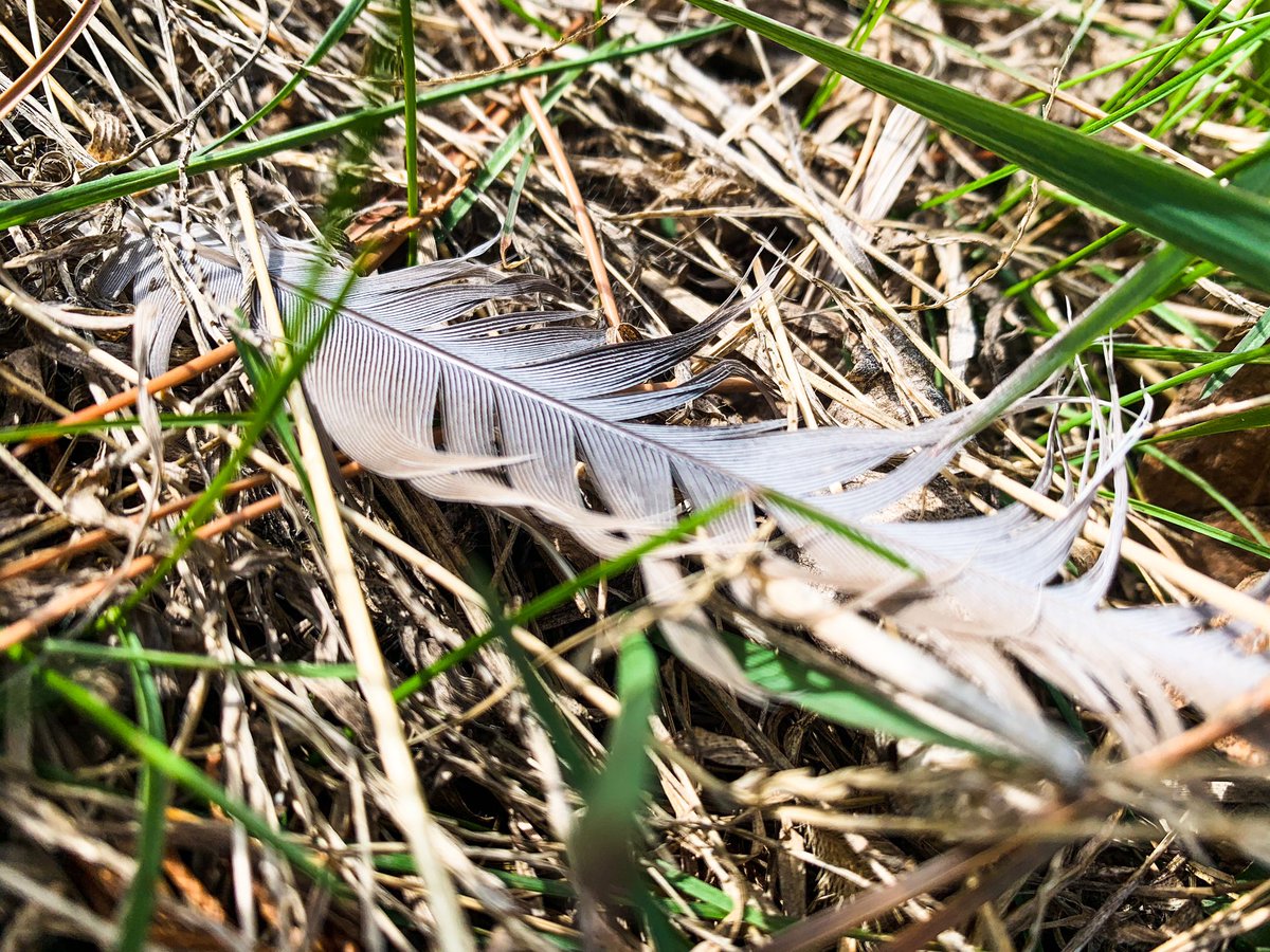 dwdewees's tweet photo. #nebextnature https://t.co/un9Ss5YL8x