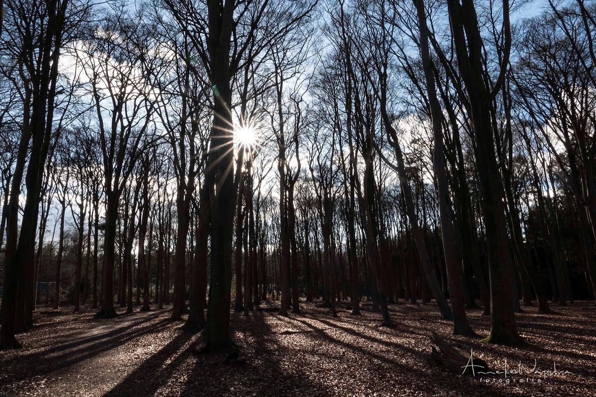 abwfoto's tweet photo. De zon als ster in het bos van Olterterp https://t.co/6JL2gqdmlF