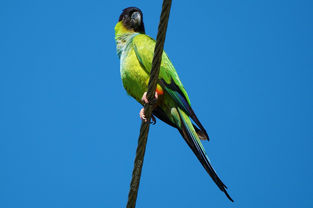 JuVenturing's tweet photo. #NandayParakeet just chilling on a wire... Like that #FridayFeeling 
.
.
.
.
#Parrots #ParrotsPhotography #Bird #BirdPhotography #Wildlife #WildlifePhotography #NaturePhotography #FindYourPark https://t.co/cpbS9funlj