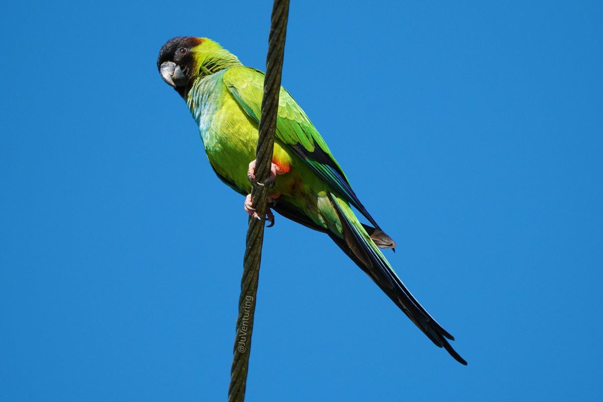 JuVenturing's tweet photo. #NandayParakeet just chilling on a wire... Like that #FridayFeeling 
.
.
.
.
#Parrots #ParrotsPhotography #Bird #BirdPhotography #Wildlife #WildlifePhotography #NaturePhotography #FindYourPark https://t.co/cpbS9funlj
