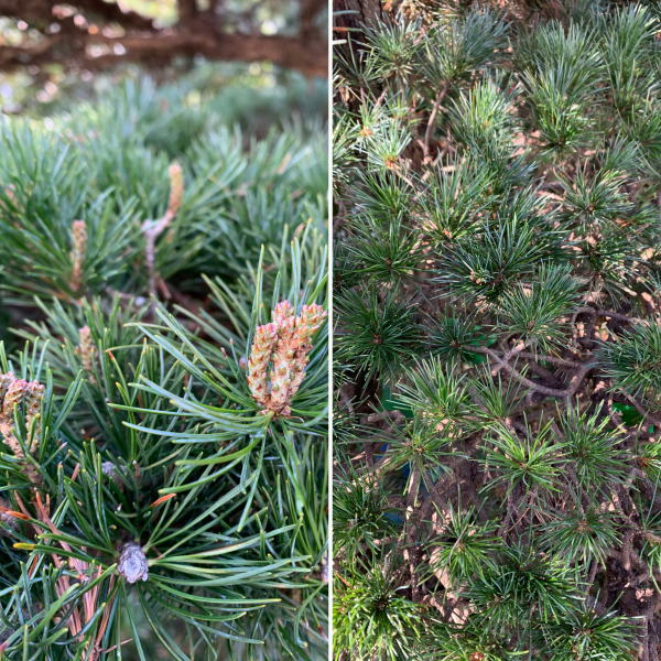 お庭の困ったを解決するお助けマン 春の松の木の剪定作業である みどり摘み が始まります 4月の声を聞きますと地域や松の木が植えられている環境により新芽が伸びてきます その新芽を摘み取る作業が みどり摘み です 松の木 松の木剪定 松の木