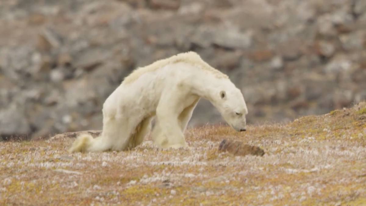 diarionmcm's tweet photo. ❌HILO DE ANIMALES EN PELIGRO DE EXTINCIÓN POR CULPA DEL SER HUMANO❌ https://t.co/OstFfkzSHr