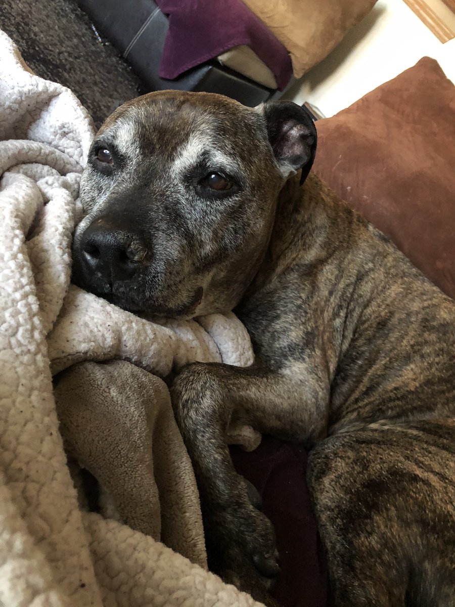 rhirayhey's tweet photo. Cutie Rosko, my 14-year-old pit 🥰 #dionnewarwick https://t.co/O4YVPGraRk