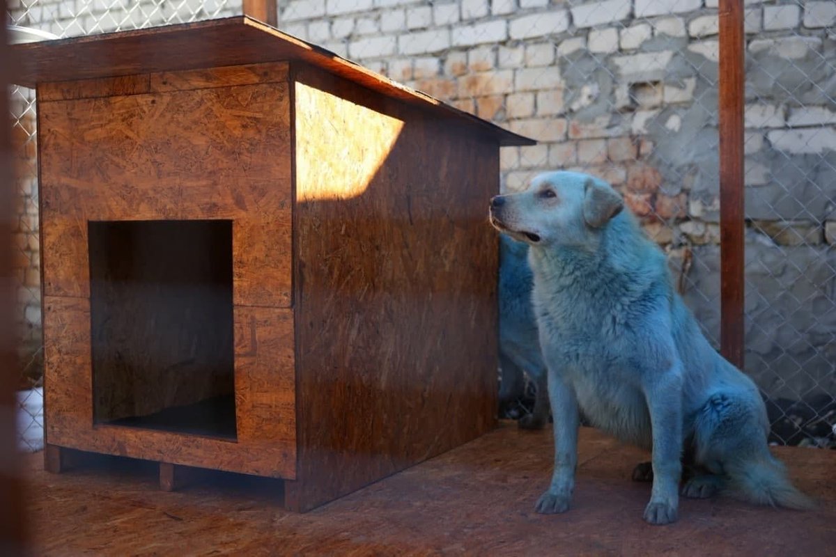 Почему собака синяя. Синие собаки в Дзержинске. Город Дзержинск синие собаки. Синие собаки из Дзержинска. Голубые собаки в Дзержинске.