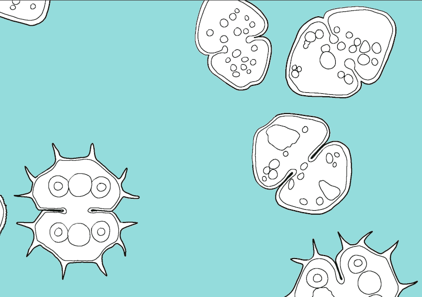 jvcdelaney's tweet photo. Cosmarium colouring page #wip #algae #desmids #sciart #scicomm https://t.co/Q40FJv0cgD