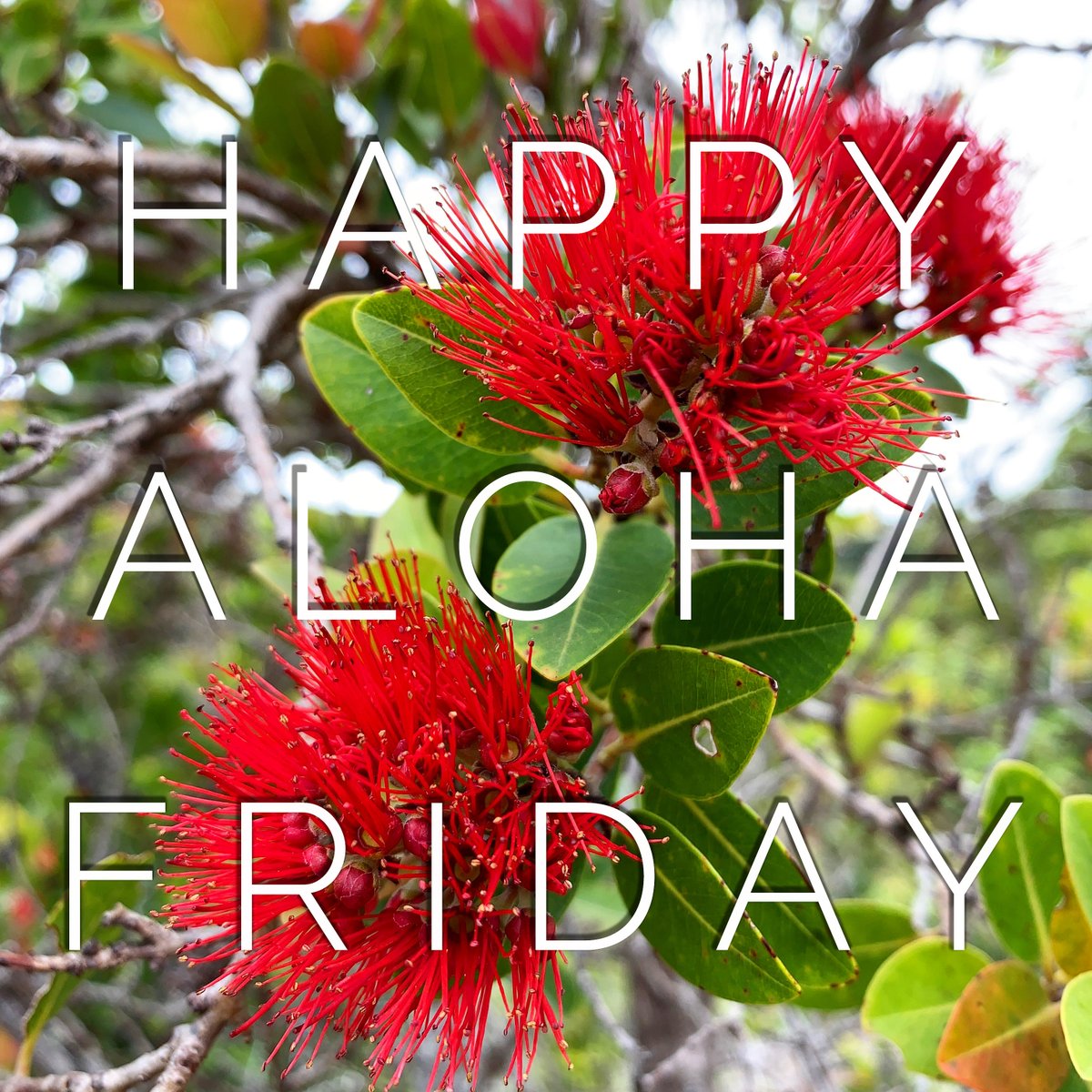 Revealed Travel Guides tweet media