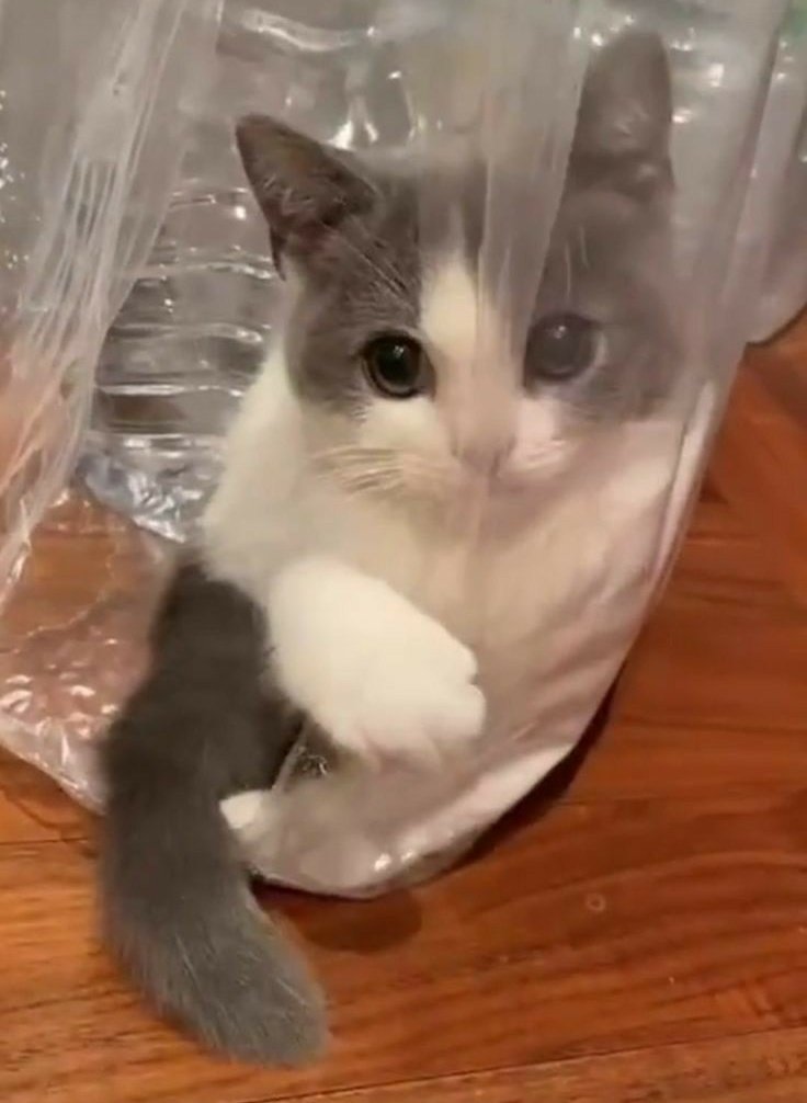 jonghyunpoem's tweet photo. meow https://t.co/yzhVyGJPVq
