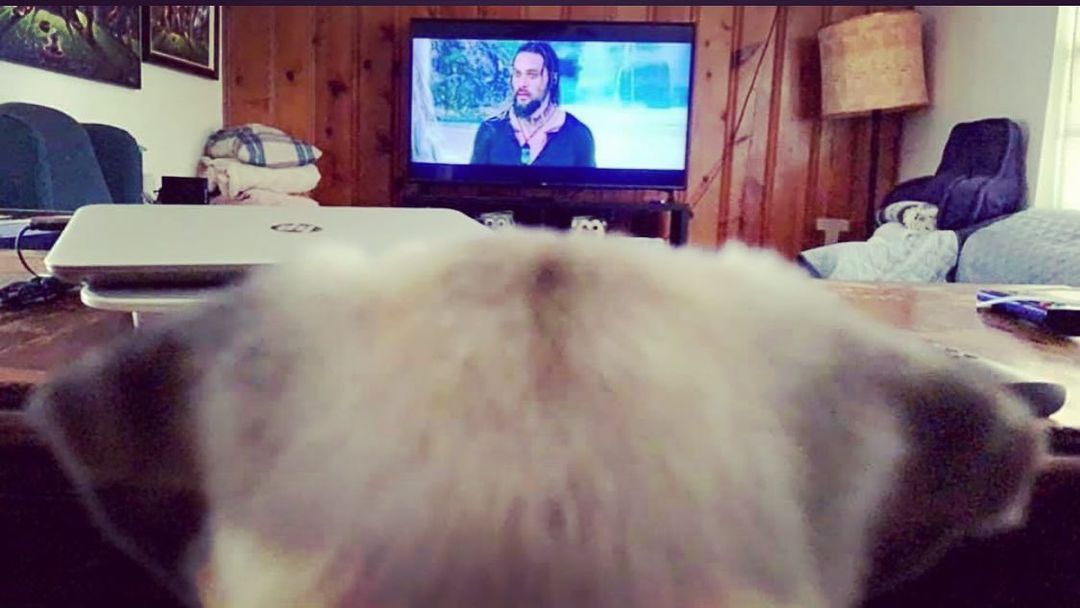 MangchiThePug's tweet photo. On my 74th day on Earth I have discovered Jason Momoa while my dad was rewatching @aquamanmovie #truestory 
.
.
.
#pug #pugsoftwitter #dogsoftwitter #puppy #pugchat https://t.co/y1UxW5KMI0