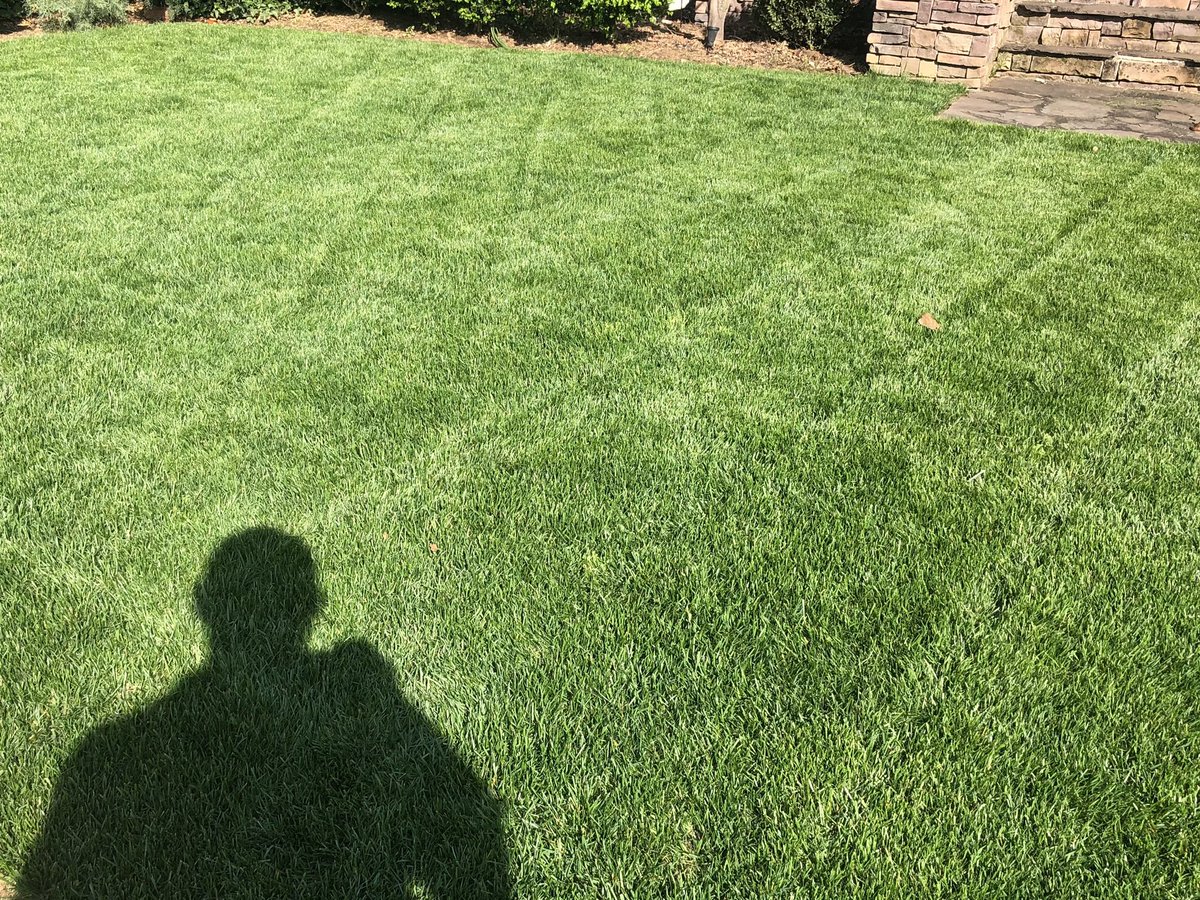 turfdoc_81's tweet image. Current situation in the front yard. Haters gonna hate. #FestucaArundinacea #TurfNerd