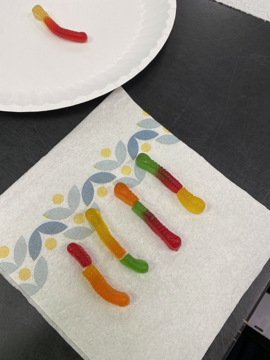 Hahn_science's tweet photo. Gummy worm mitosis and meiosis!!!  @ThomasDAnnunzio @PBCSDScience https://t.co/03Qyt0U0Wx