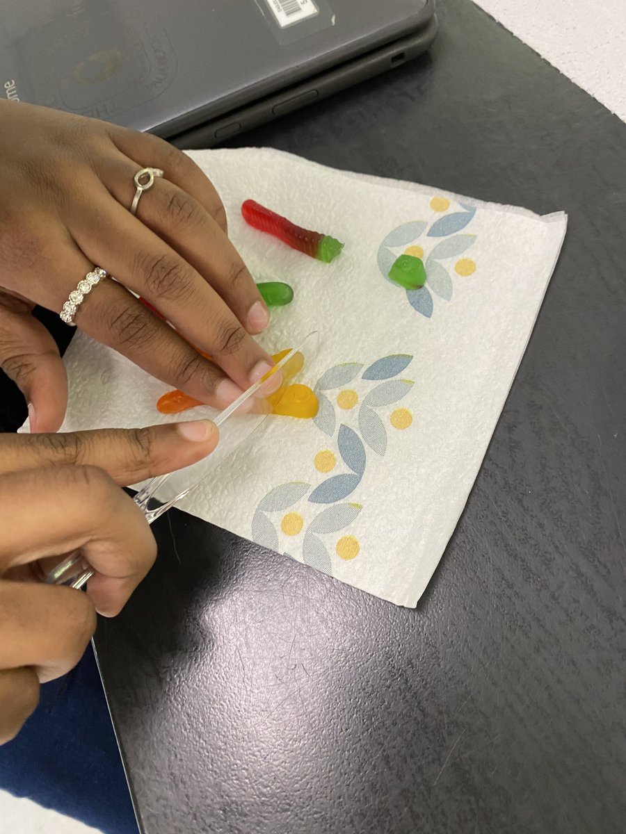Hahn_science's tweet photo. Gummy worm mitosis and meiosis!!!  @ThomasDAnnunzio @PBCSDScience https://t.co/03Qyt0U0Wx