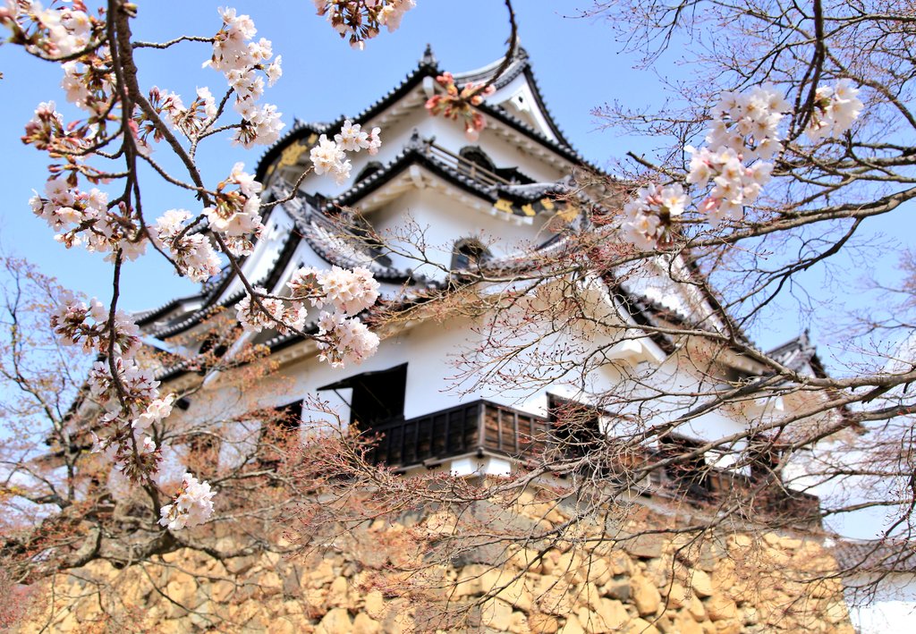 彦根城内 鐘の丸売店 公式 S Tweet お気に入りの場所からの撮影 特に２枚目は大好きですね 天守閣の桜 はまだ満開ではないので 来週くらいが最高にきれいな桜が撮影できそうです 彦根城 桜21 桜 Trendsmap
