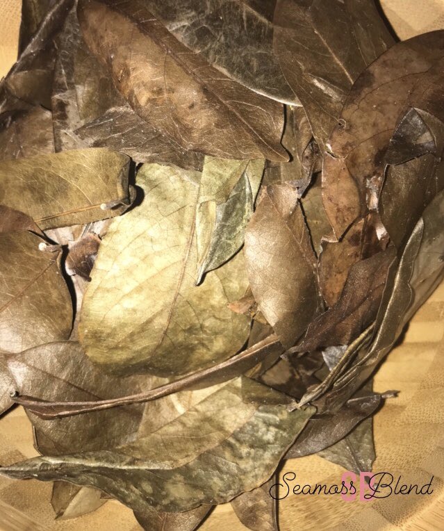SeamossBlend's tweet photo. Soursop leaves - 2 to 3 leaves and boil in natural spring water for 10 mins. Used to treat fever, parasitic infections, hypertension, stomach ailments, anti- cancer properties- the fruits as well has these benefits 🤗 #healthiswealth #soursop #cancer #healer #alkaline #nature https://t.co/awEHtITmbZ