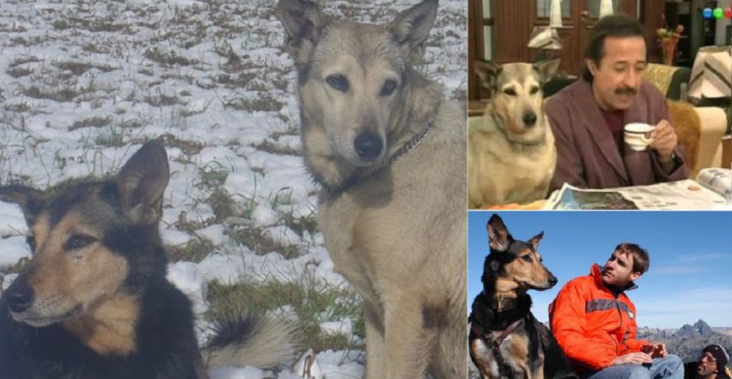 Un bonus track: el perro de los Argento ("Fatiga" en la serie, "Violeta" en la vida real) y Betún eran hermanos🐶!