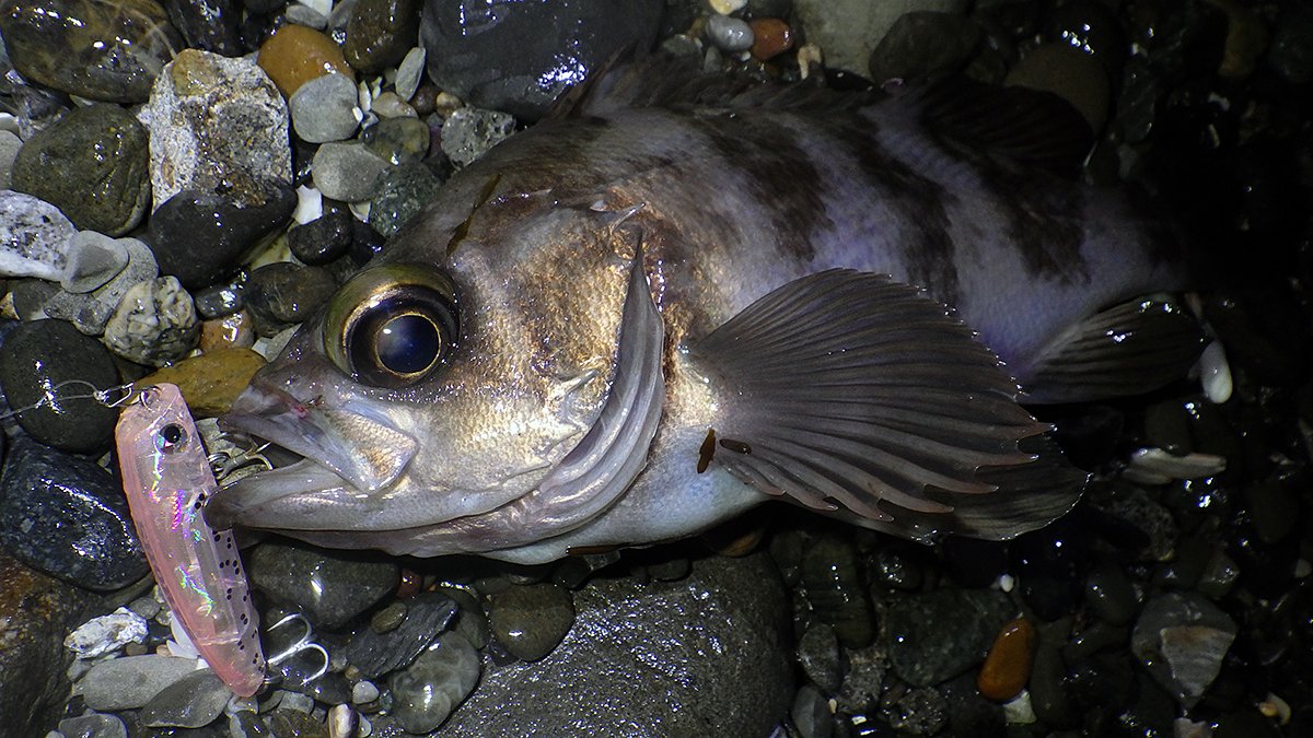 毎日釣りおじさん A K A Hk2 サーフでプラグの練習してきた 21ショアーズプラッギングチャレンジ オルガリップレス タックルハウス Tacklehouse メバリング