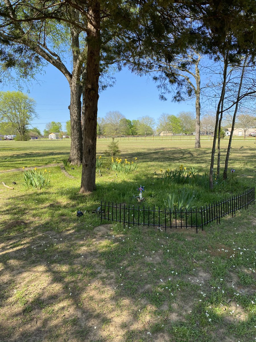 MzzQuinzel's tweet photo. I am in East Texas near the Louisiana border. Hereโs my front yard ๐ I love this place! #SpringTimeInTexas #EastTexas #HomesteadLife #HodBlessTexas #freedom #AnimalCrossing #PatriotRepublicFarms #naturelovers #butwaittheresmore https://t.co/pjzZkuOSZ7