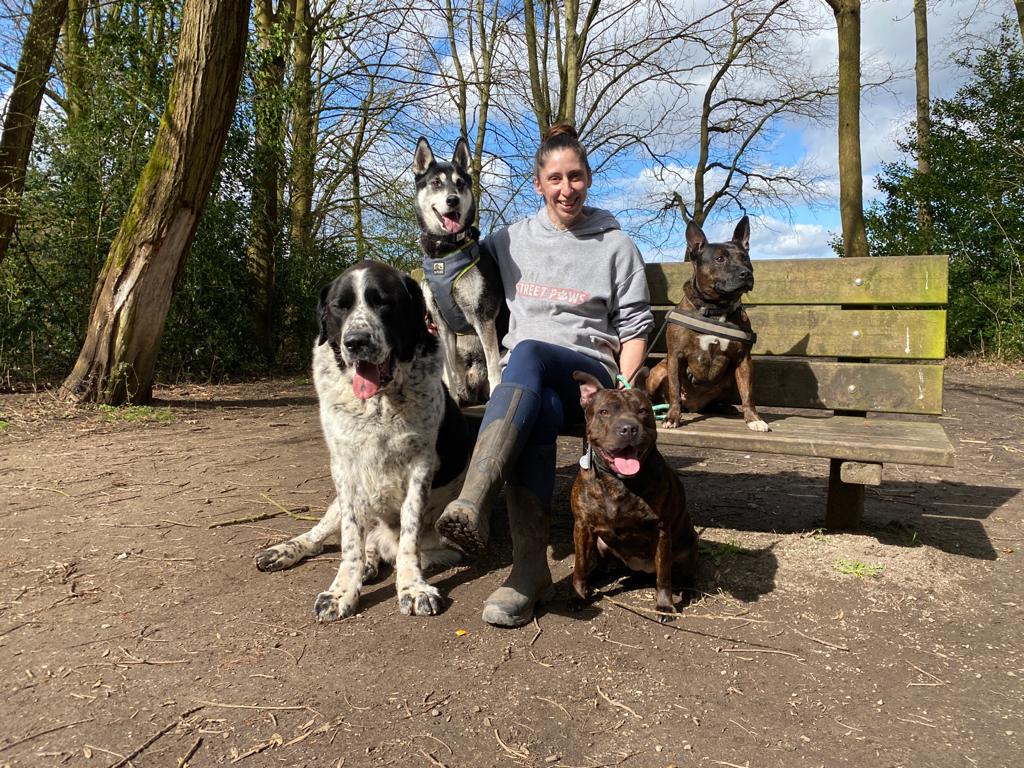 sharpullcoco's tweet photo. @GraemeDogfather i went out with my walker and her pack yesterday. Im normally super dog reactive and my mums spend most of their time hiding in bushes with me. This is second walk with Lou and my first with her pack! Mum cannot believe the progress i made! https://t.co/8382IOiBws