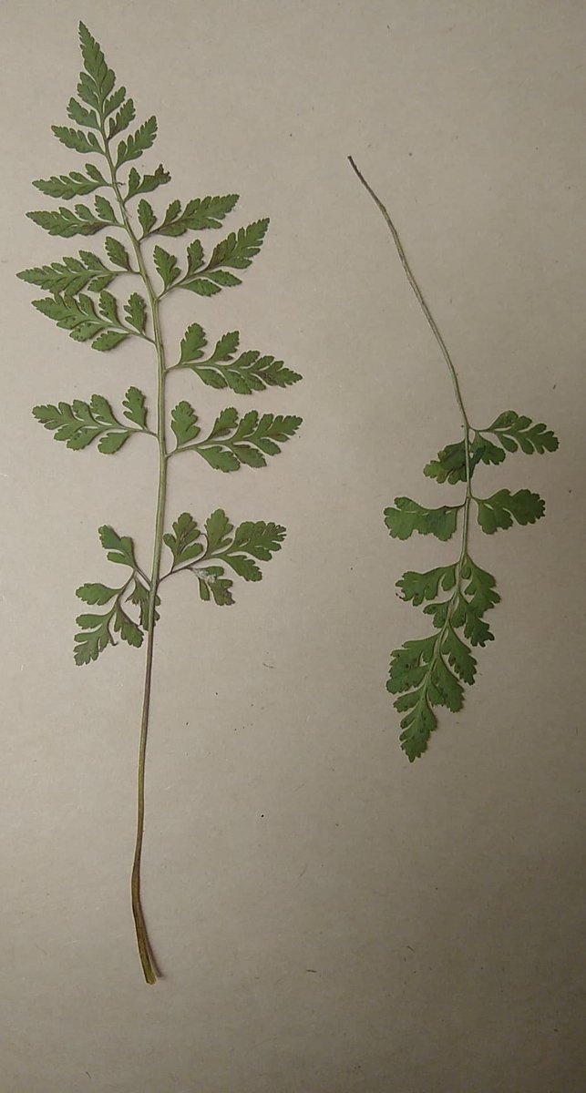 MSU_Herbarium's tweet photo. It's not just any Friday: It's #FernFriday! Since plants is growing so early nowadays, keep your eyes peeled for ferns! Scott Warner and I found fragile fern, #Cystopteris protrusa starting to grow near this time last year while checking for Floerkea at @InghamParks Hawk Island. https://t.co/Eb2CTVdvjD
