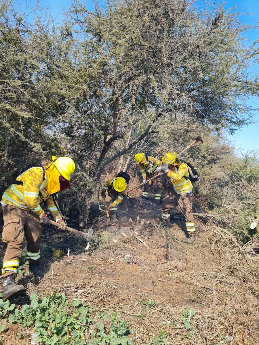 CONAF - Corporación Nacional Forestal tweet media