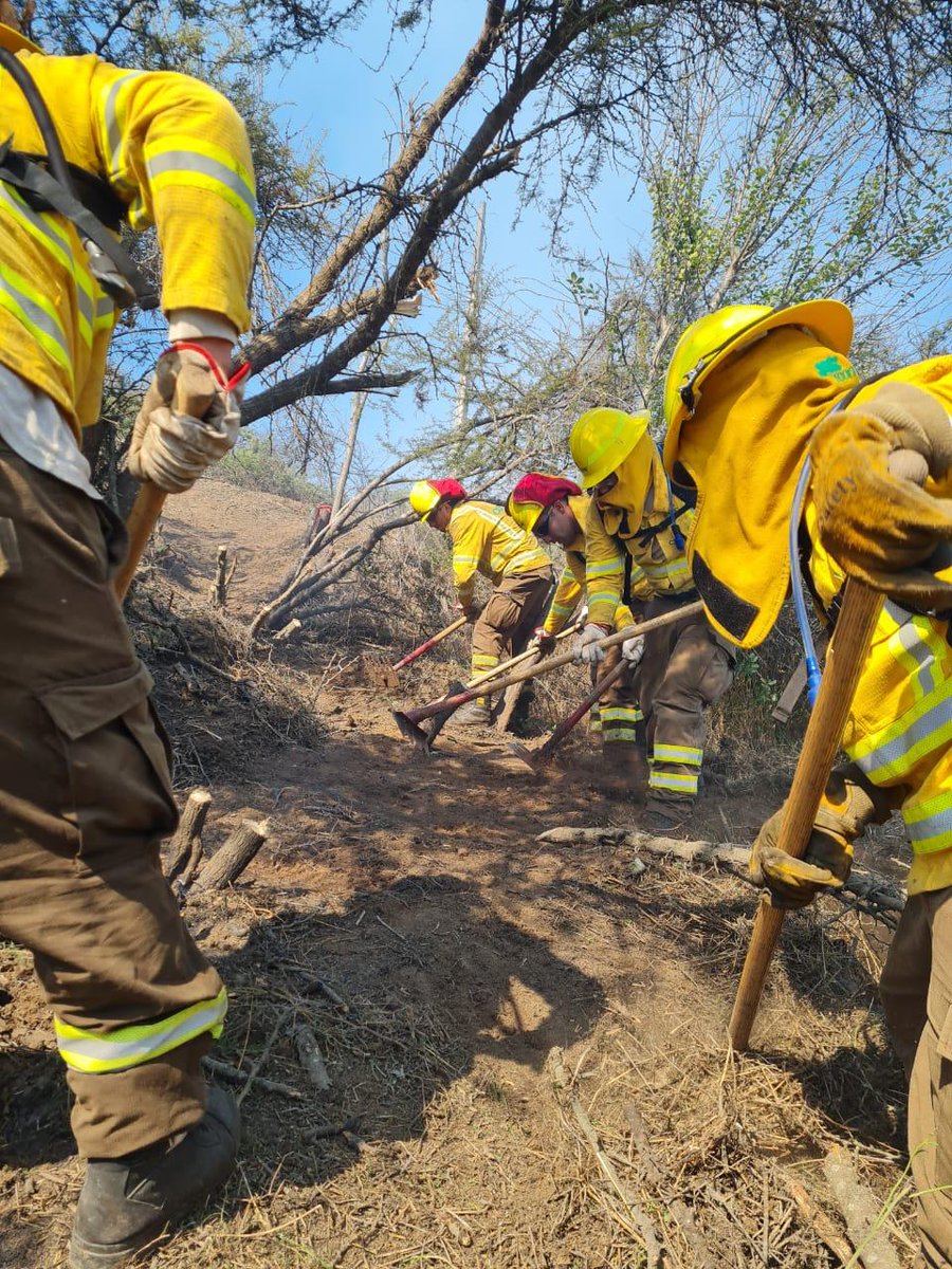 CONAF - Corporación Nacional Forestal tweet media