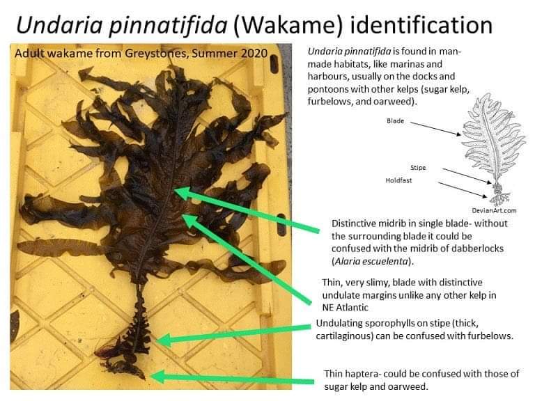 <a href="/SeaSearchIre/">SeaSearch Ireland</a> asking divers and marina users to keep an eye out for Undaria pinnatifida commonly known as #Wakame  find more details at 
seasearchireland.ie/invasive-seawe…
#seasearchireland #citizenscience #KelpRes #invasivespecies
<a href="/Kelp_Res/">KelpRes</a>