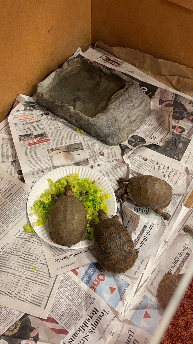 LouiKou's tweet photo. Spring is in the air!  The turtles are emerging from their long hibernation. https://t.co/6eJ9xIzbJ2