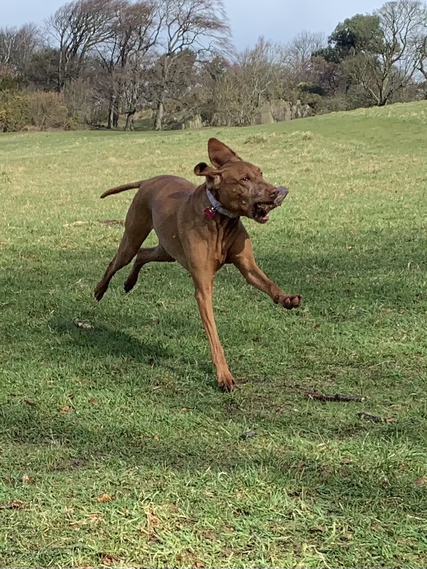 DogsPutting's tweet photo. #twitoftheday #love #puttingdogsfirst #pdf https://t.co/60tm4of204