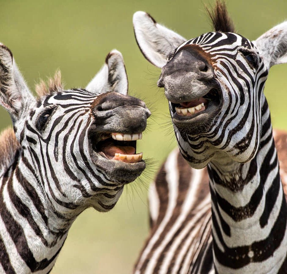 FNFryUp's tweet photo. These two have just heard that FNFU is on its way. 
They're going to be at the party frying - just not in the way they think!
Join radio's biggest party - 7-9pm, only on RadioBath!

#RadioBath #AVoiceForFrying #BathCity #ItsTimeToFry #GetYourZeeBurgerHere https://t.co/2NczOv0od0