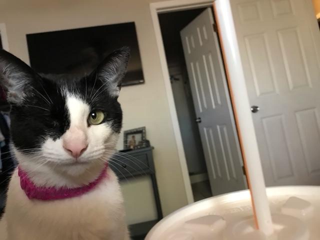 Lupinatodd's tweet photo. My cat complaining why just Humans can enjoy @Whataburger https://t.co/0ZYba9y1tZ