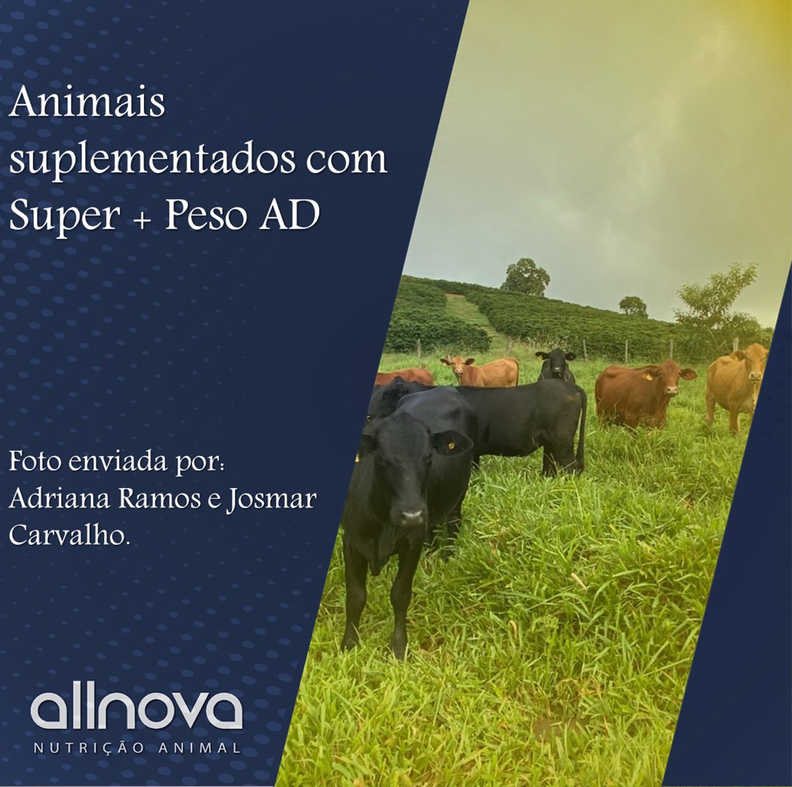 Allnova_na's tweet photo. Allnova no campo:
Animais suplementados com Super + Peso AD da linha Allnova Beef.

Foto enviada por: Adriana Ramos ( @adriana.mmramos ) e nosso cliente e amigo Josmar Carvalho ( @carvalho.josmar ).

Entre em https://t.co/iwuLz6aviB e conheça a linha completa.
#allnovabeef https://t.co/m2ftpEEA8a