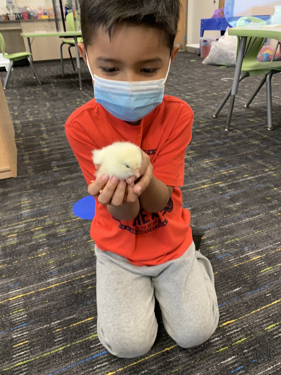prekrocks1's tweet photo. OurnHead Start students were over the moon EGGcited to hold our baby chick ,Egg-Egg!
@PwcsPreschool @JohnJenkinsEle1 https://t.co/FjegxwAjUw