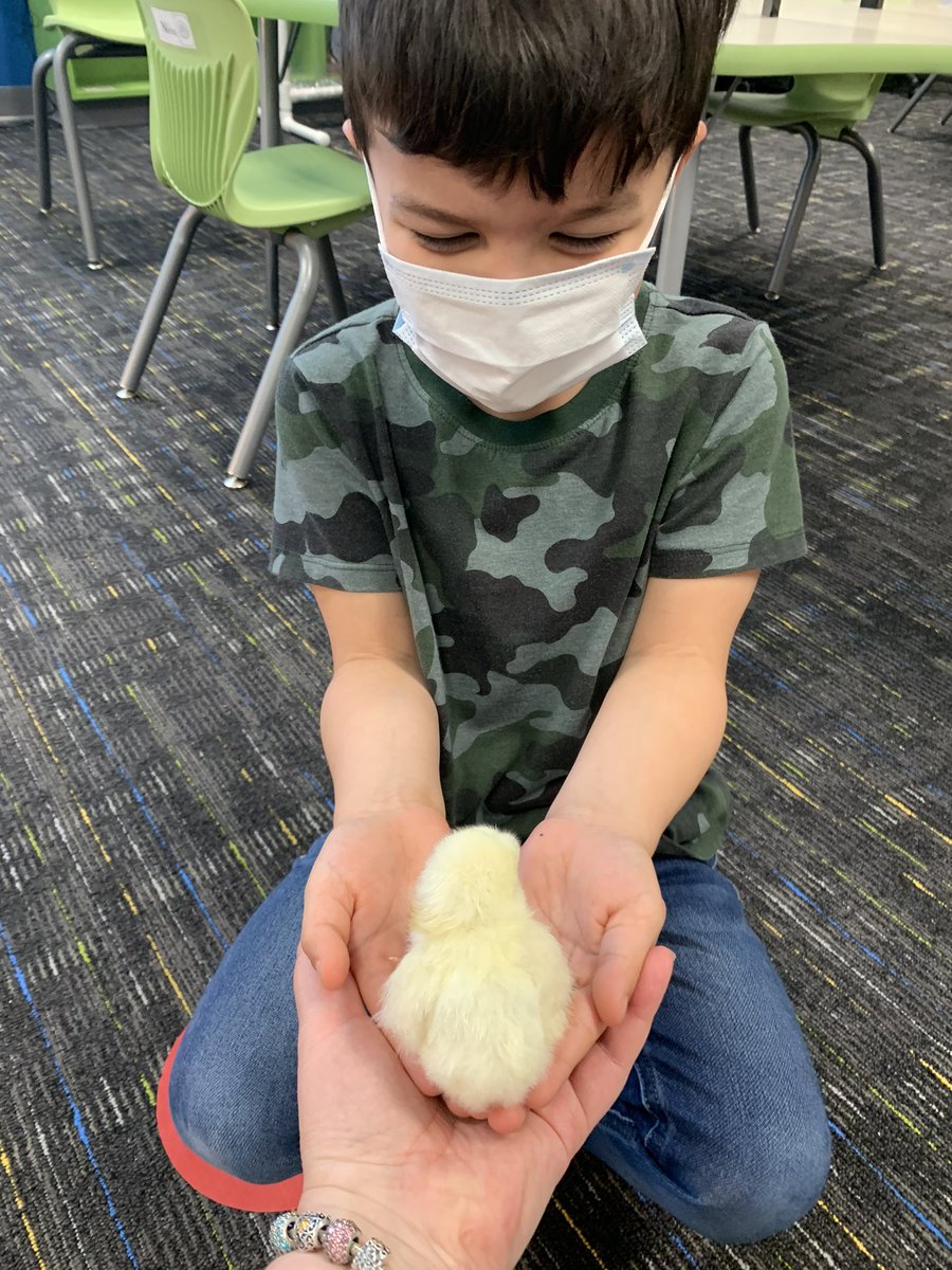 prekrocks1's tweet photo. OurnHead Start students were over the moon EGGcited to hold our baby chick ,Egg-Egg!
@PwcsPreschool @JohnJenkinsEle1 https://t.co/FjegxwAjUw