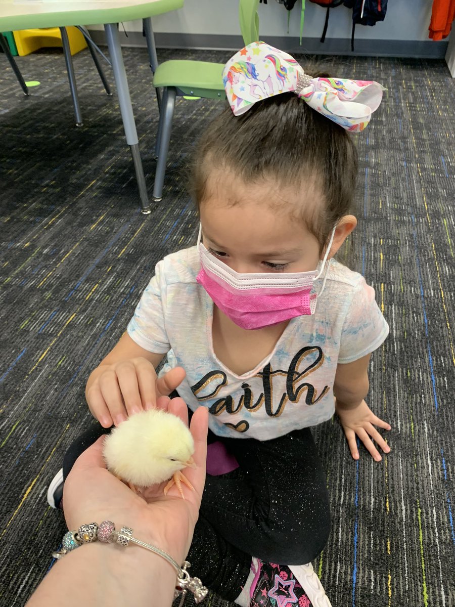 prekrocks1's tweet photo. OurnHead Start students were over the moon EGGcited to hold our baby chick ,Egg-Egg!
@PwcsPreschool @JohnJenkinsEle1 https://t.co/FjegxwAjUw