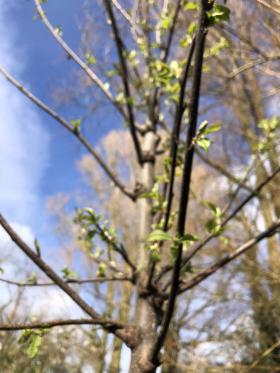 samfarmhandhunt's tweet photo. A lovely opportunity to plant some #uknative tree species this week: Prunus Padua, Sorbus Aria, Pyrus communist and Tilia platyphyllos all going in on a wildlife walk in Oxfordshire #suppliedbyviridis https://t.co/QwNC14pq7T