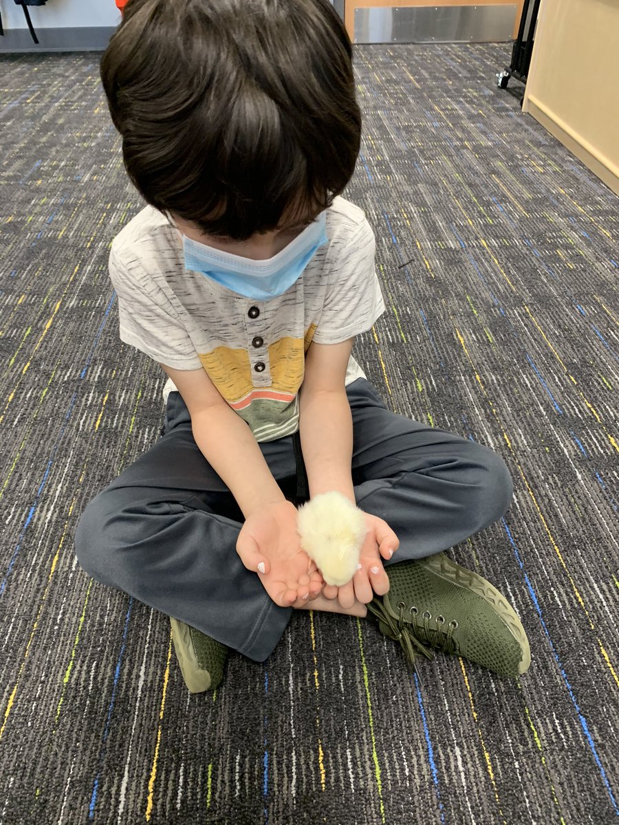 prekrocks1's tweet photo. Our Head Start students were over the moon EGGcited to hold our baby chick, Egg-Egg! @PwcsPreschool @JohnJenkinsEle1 https://t.co/ViihUQg2up