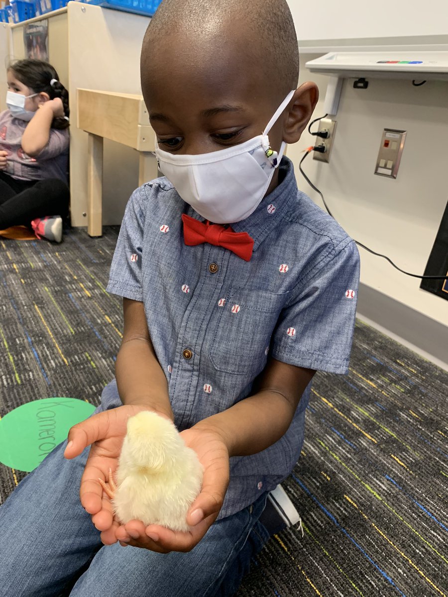 prekrocks1's tweet photo. Our Head Start students were over the moon EGGcited to hold our baby chick, Egg-Egg! @PwcsPreschool @JohnJenkinsEle1 https://t.co/ViihUQg2up