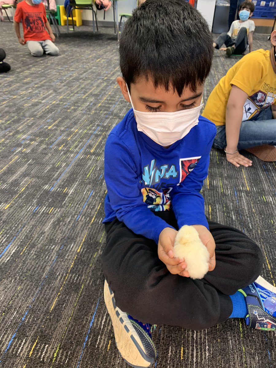 prekrocks1's tweet photo. Our Head Start students were over the moon EGGcited to hold our baby chick, Egg-Egg! @PwcsPreschool @JohnJenkinsEle1 https://t.co/ViihUQg2up