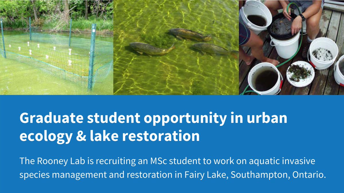 OntarioNII's tweet image. Want to spend time in @SaugeenShoresON this summer researching how to improve conditions in our beautiful Fairy Lake? Learn more: uwaterloo.ca/rooney-lab/new… #ScienceJobs #ecology