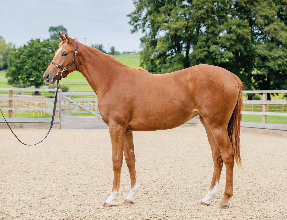 sam_goyette's tweet photo. Looking forward to seeing this queen make her debut on Sunday! Fingers crossed for everyone involved! 🐎💨@peternolanblds @pearlsecstall @sfstud https://t.co/r90jxnRVuY