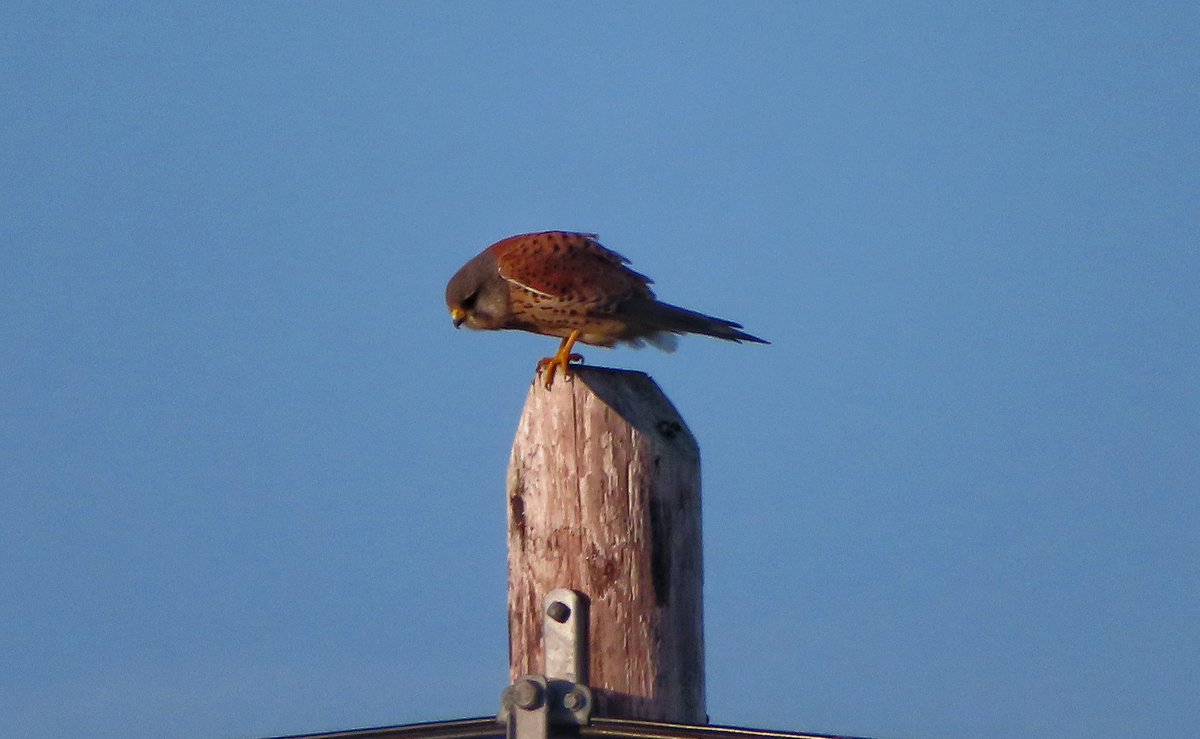StevieCahill's tweet photo. Just caught this little one eyeing up dinner 👀🍽️
#birdwatching #5kmfromhome #Hugginstown https://t.co/TPNmpNoG66