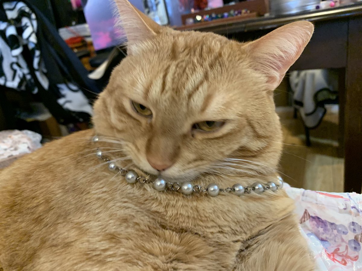 Bayek_Reign's tweet photo. Doing some modeling work for jewelry da humans make. 
#CatsOfTwitter #cats #crafts https://t.co/C1qv7k0HEo