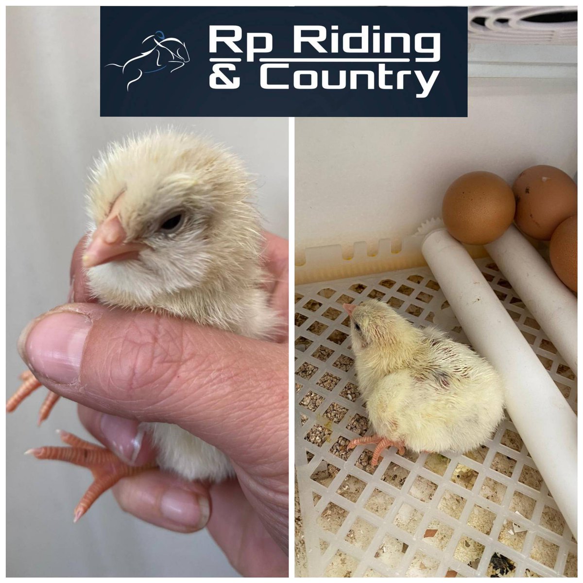 RpRiding's tweet photo. 🐣CUTE POST ALERT🐣

Easter has arrived early at #rpriding!

#rpriding #easter #easter2021 #toocute #chicks #babychick #derbyshire #country https://t.co/9FammQ5gtJ