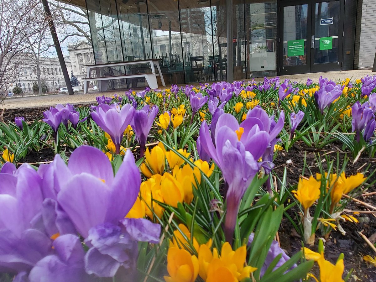 CCDParks's tweet image. Spring is in full bloom at #SisterCitiesPark! It’s a perfect day to take a stroll past the blossoming crocuses. 💐